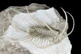 Spiny Boedaspis Trilobite - Museum Quality Specimen #180209-6